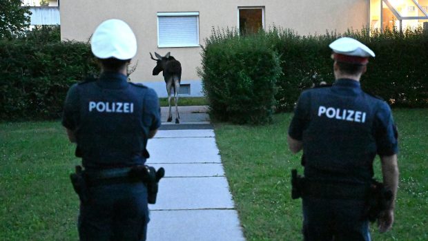 Policisté zajišťují veřejnou bezpečnost, zatímco los Emil prochází městem St. Pöltenu na severovýchodě Rakouska