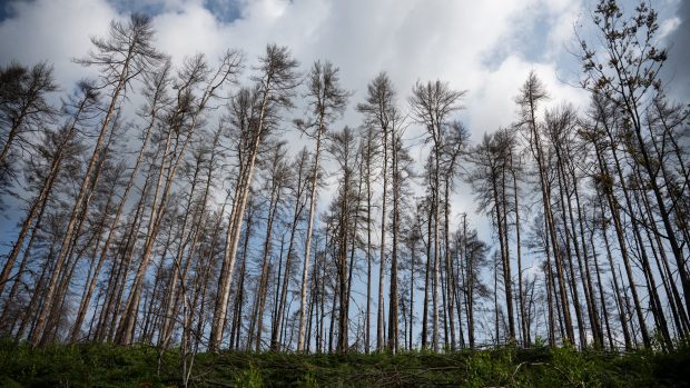 V podrostu sem tam mezi kapradím vyrůstá nová borovice