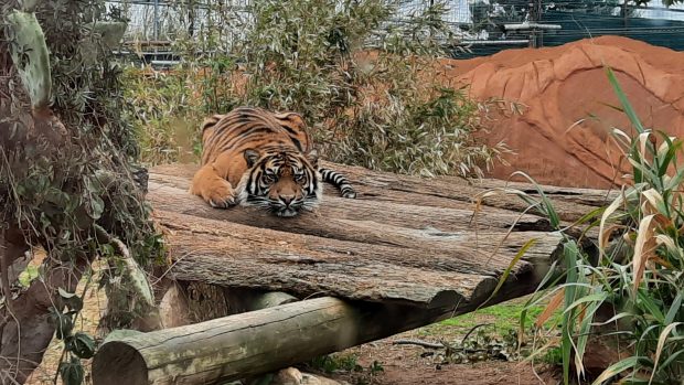 Řecká zoologická zahrada Attica Zoological Park