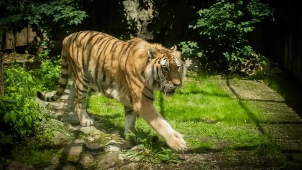 Tygr ussurijský Tamir v Zoo Liberec