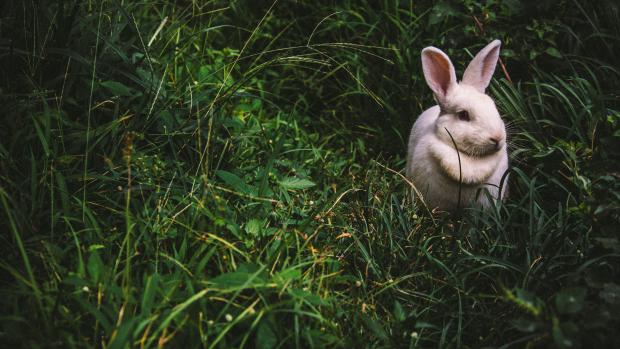 Králičí mor je akutní krvácivé onemocnění. Z pohledu veterinárního zákona není králičí mor v seznamu nebezpečných nákaz.