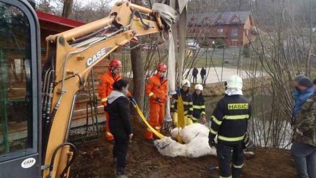 Středočeští hasiči vytahovali na Silvestra z rybníku v Hulíně velblouda