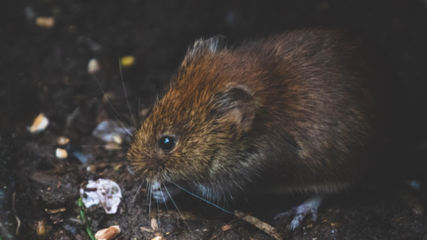 Přemnožení hrabošů chce Ústřední kontrolní a zkušební ústav zemědělský řešit rozhazováním jedu. (ilustrační foto)