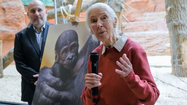 Jane Goodallová udělila samičce gorily nížinné narozené 12. dubna v Zoo Praha jméno Gaia