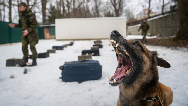 Vojenský areál v podhradí u hradu Grabštejn patří psům, kteří se zde v Centru vojenské kynologie připravují na zahraniční i domácí mise