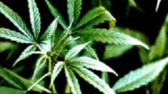 marihuana
