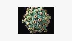 Virus HIV