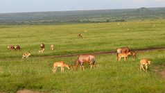 Přírodní rezervace Masai Mara