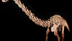 Diplodocus