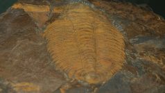 Trilobit Hydrocephalus carens (stáří 510 milionů let)