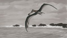 Pterosaurus