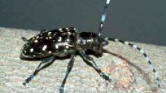 brouk Anaplophora glabripennis