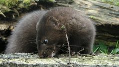 Norek americký (Mustela vison)