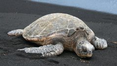 Kareta obrovská (Chelonia mydas) se chystá klást vajíčka na havajské pláži