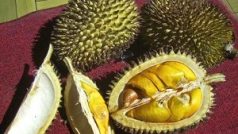 Ovoce durian (Durio kutejensis)