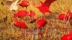 Radana Dungelová: Ibis nachový, Venezuela, 2008