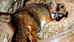 Liška šedá (Urocyon cinereoargenteus)