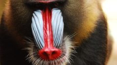Mandril rýholící