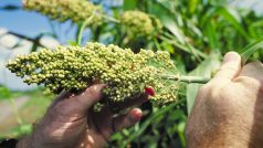 Čirok (Sorghum)