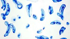 George Dokoupil - Bubbles Blue on White (2008), akryl a mýdlové bubliny na plátně, 285 x 355 cm