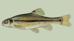 Střevle (Pimephales promelas)