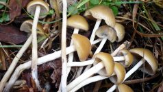 Lysohlávka česká (Psilocybe bohemica)