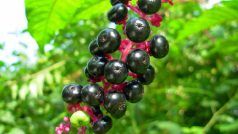 Líčidlo americké (Phytolacca americana)