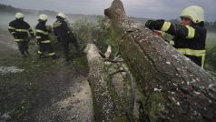 Hasiči odklízejí na Vysočině vyvrácený strom