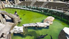 expozice lachtanů v pražské zoo