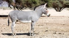 Osel africký (Equus africanus)