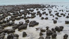 Stromatolity (Shark Bay, Austrálie)