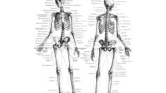 Anatomie lidské kostry