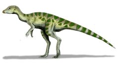 Leaellynasaura amicagraphica - &quot;polární&quot; dinosaurus z jihu dnešní Austrálie