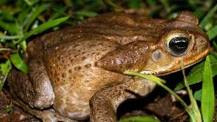 Ropucha obrovská (Bufo marinus)