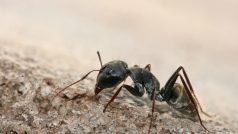 Mravenec Camponotus sp.