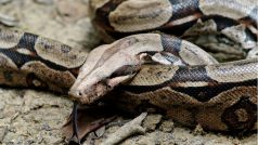 Hroznýš královský (Boa constrictor)