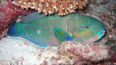 Ploskozubec tupohlavý (Chlorurus sordidus)