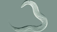 Háďátko obecné (Caenorhabditis elegans)