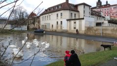 Obvyklé krmení labutí - na neobvyklém místě - Litoměřice