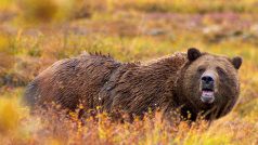 Medvěd grizzly