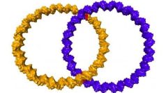Němečtí vědci vytvořili z molekul DNA strukturu, která vypadá jako dva propojené snubní prsteny