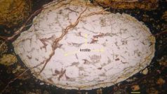 Detail vzorku s místy výskytu minerálu krotit