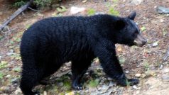Medvěd černý  (Ursus americanus) neboli baribal