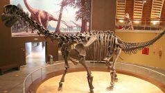 Rekonstrukce sauropoda druhu Camarasaurus