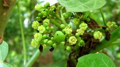 Dávivec černý (Jatropha curcas)