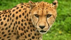 Gepard