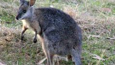 Klokan dama (Macropus eugenii)