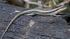 Trachylepis striata (ilustrační foto)