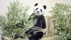 Samec pandy velké Jang Kuang v edinburské zoo