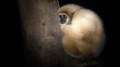 Večerní procházky po Zoo Praha